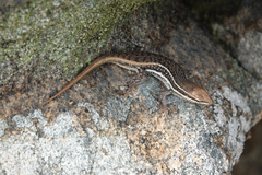 Trachylepis varia