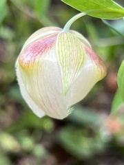 Calochortus albus