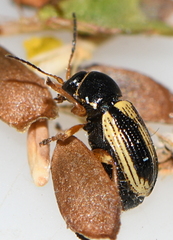 Cryptocephalus elegantulus