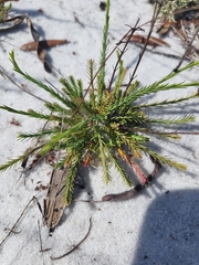 Hypericum cumulicola