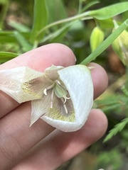 Calochortus albus