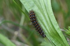 Melitaea athalia