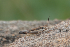 Morphacris fasciata