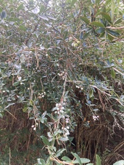 Berberis glaucocarpa