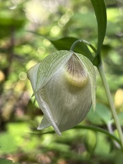 Calochortus albus