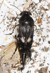 Mordella aculeata