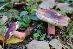 Russula amoenicolor