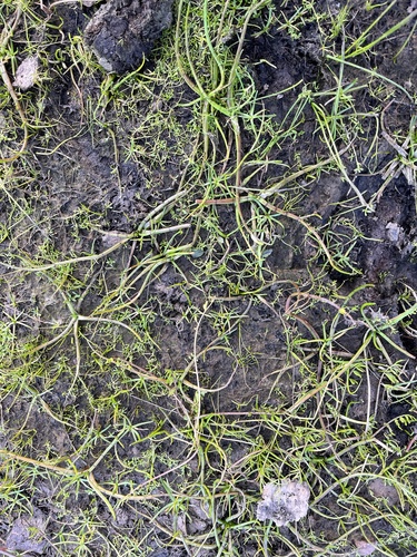 iNaturalist observation photo of Coyote-thistle