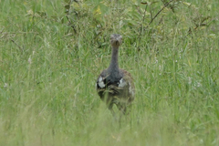 Eupodotis ruficrista