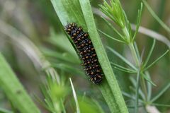 Melitaea athalia