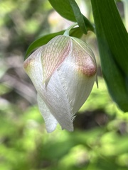 Calochortus albus