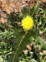 Sonchus dregeanus