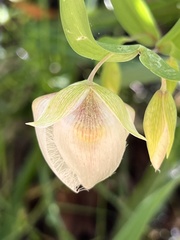 Calochortus albus