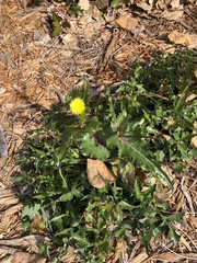 Sonchus dregeanus