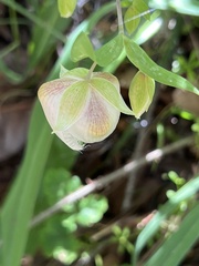 Calochortus albus