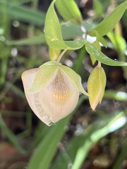 Calochortus albus