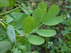 Coronilla valentina