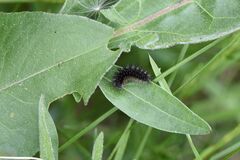 Melitaea phoebe