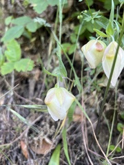 Calochortus albus
