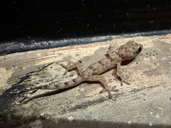 Hemidactylus mabouia