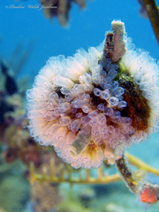 Clavelina picta