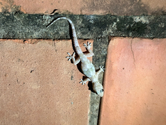 Hemidactylus mabouia