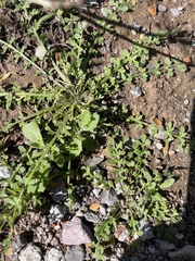 Lepidium lasiocarpum