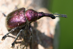 Rhynchites auratus