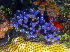 Clavelina puertosecensis