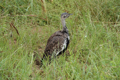 Eupodotis ruficrista