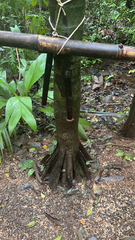 Socratea exorrhiza