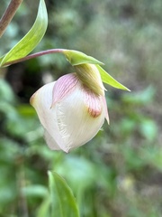 Calochortus albus