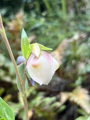 Calochortus albus