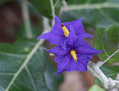 Solanum lycocarpum