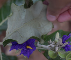 Solanum lycocarpum