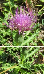 Cirsium acaule