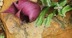 Stapelia leendertziae
