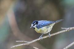 Cyanistes teneriffae