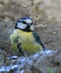 Cyanistes teneriffae