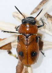 Coptocephala