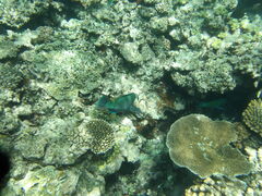 Labroides dimidiatus