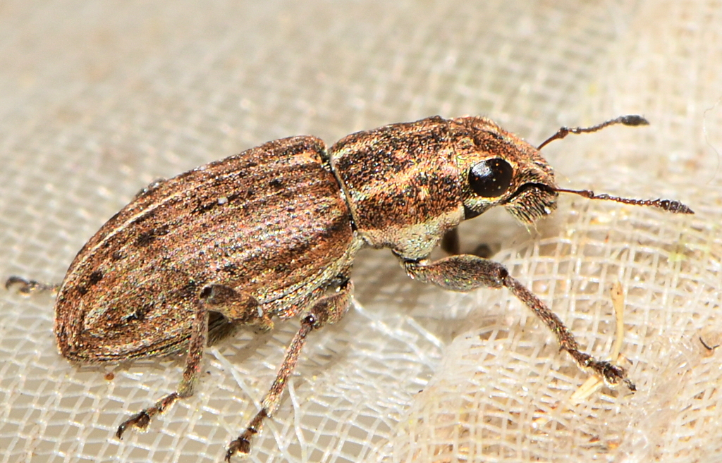 Sitona puncticollis