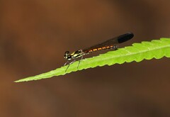 Sundacypha petiolata