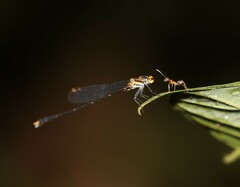 Elattoneura analis
