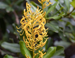Vochysia tucanorum