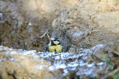 Cyanistes teneriffae