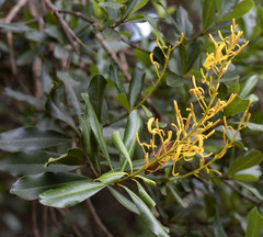 Vochysia tucanorum