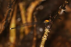 Prodasineura dorsalis