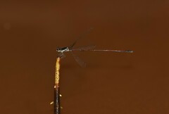 Prodasineura hyperythra