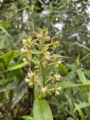 Prosthechea